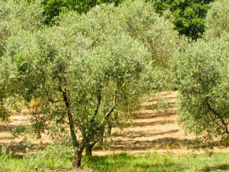 Il nostro 'Olio Extra Vergine d'oliva Bio Toscano nasce in questa Uliveta!