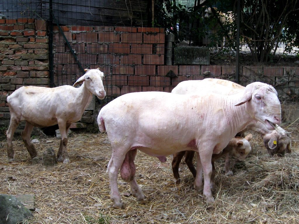 Chi è Chi è, che fa andare la Filanda