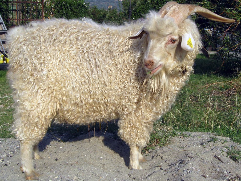 Tosate le Capre Mohair