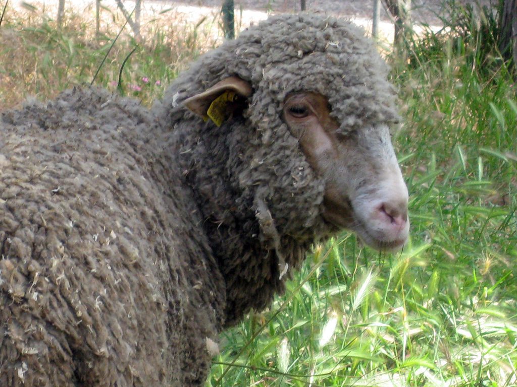 Il pronostico del Pastore