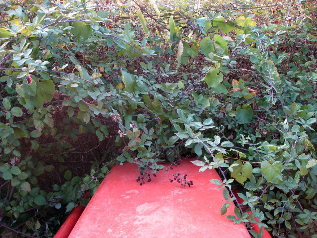 E c’è chi ama le more!