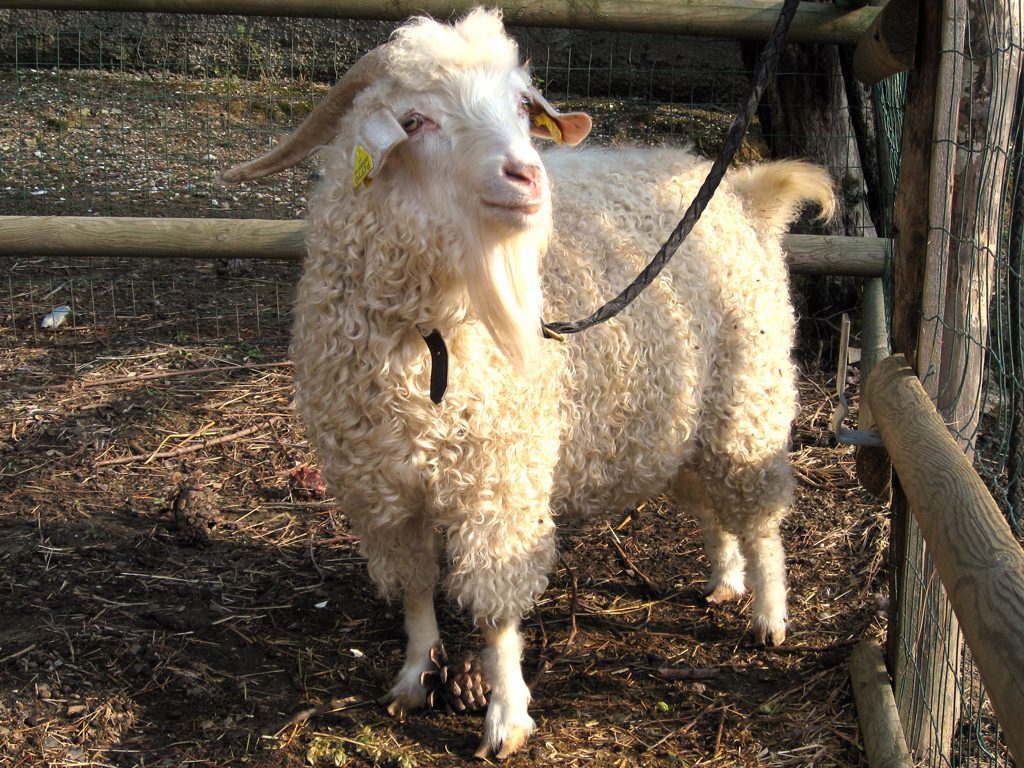 Nuovo recinto per Abramo