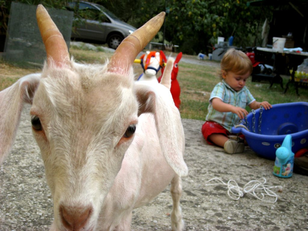 Capretta docile, troppo docile