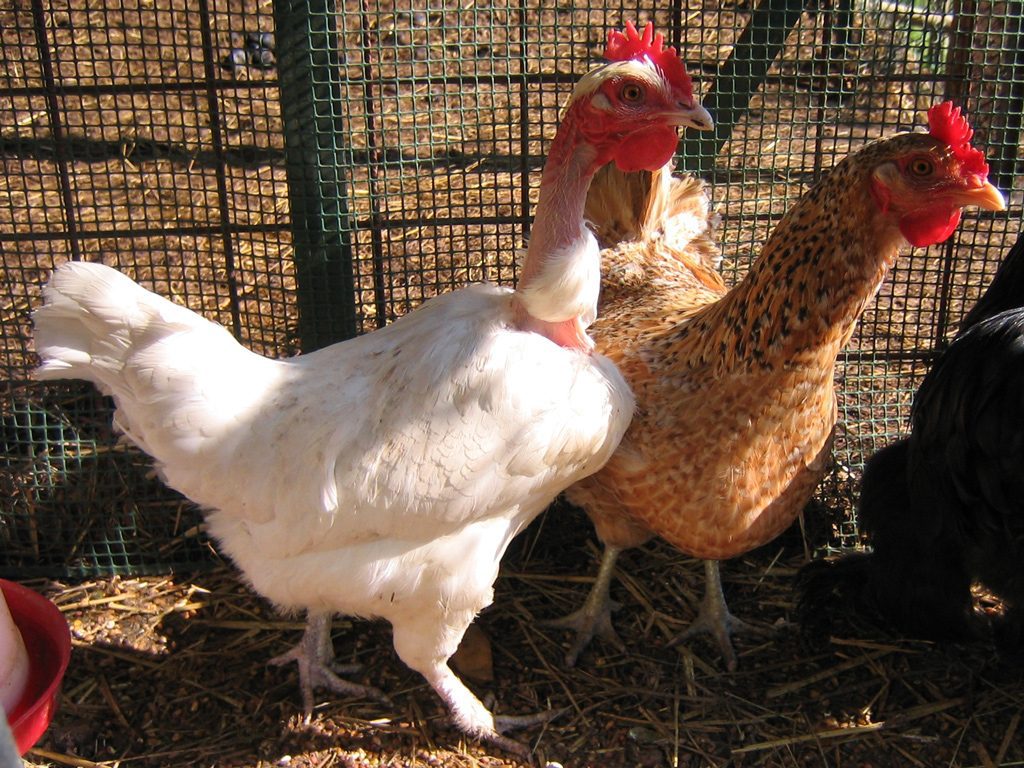 Care Galline Ovaiole