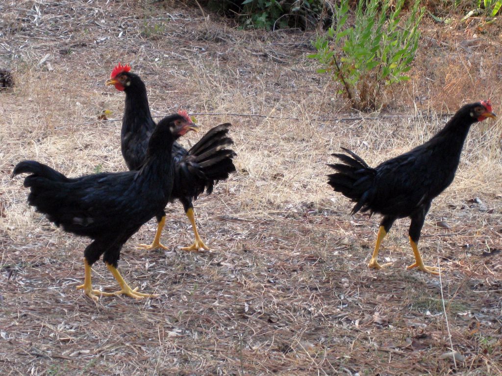 Liberate le livornesi nere