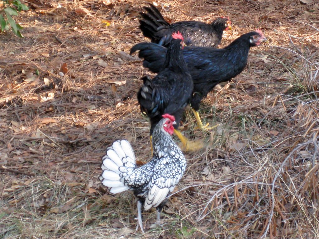 La teoria dei piccoli