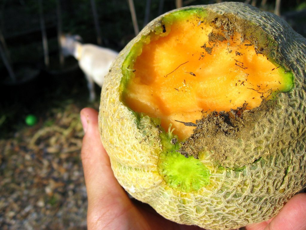 Un grosso Parassita nell’Orto!