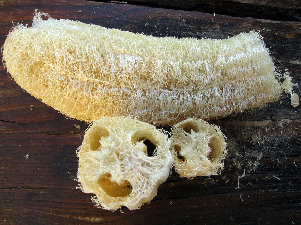 Spugna Naturale prodotta nell’Orto! la Luffa!