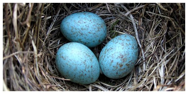 Riscopriamo l’Originalità della natura
