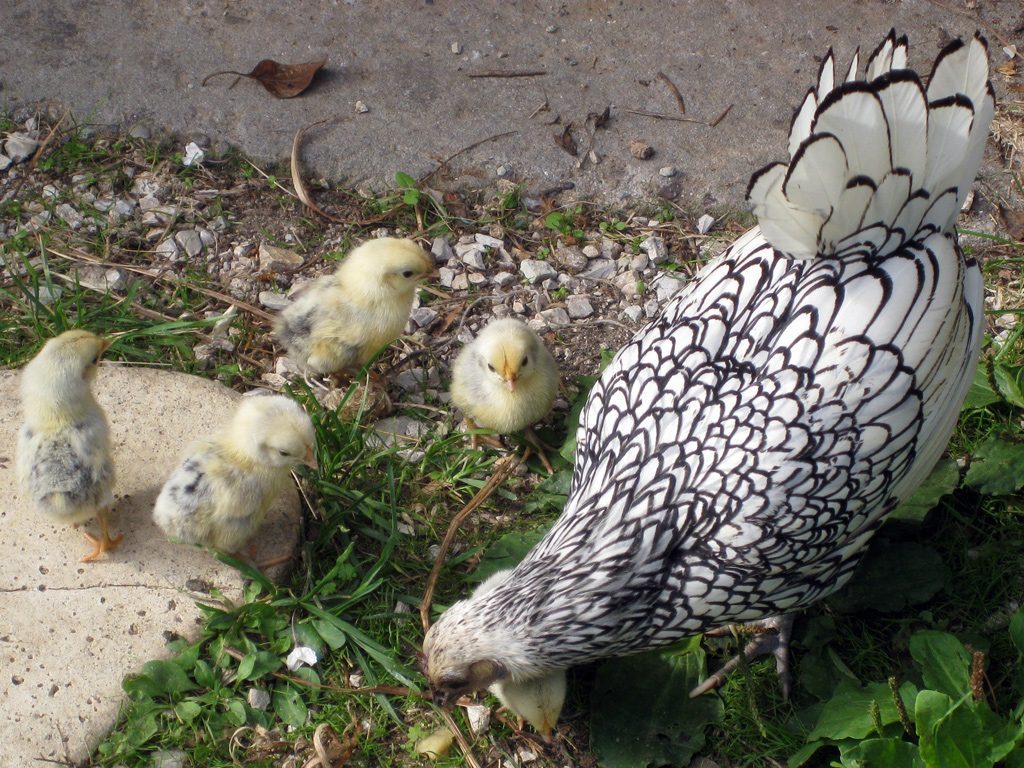 Vista la stagione i pulcini nascono come funghi!