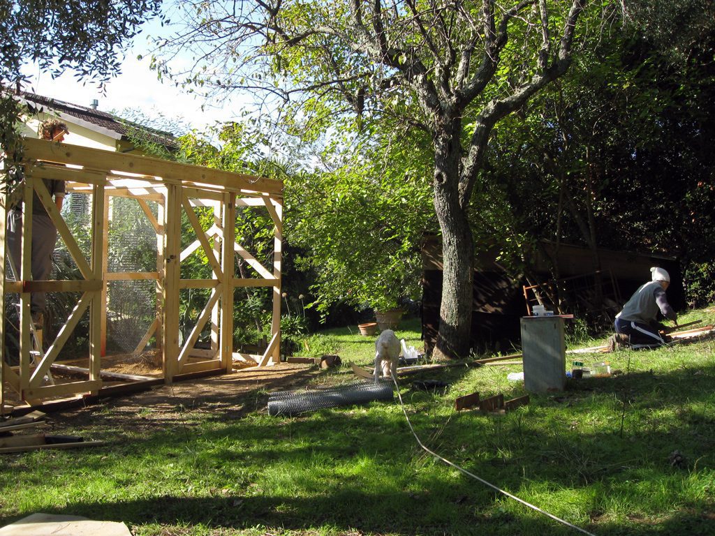 Pollaio Misha e Gwen