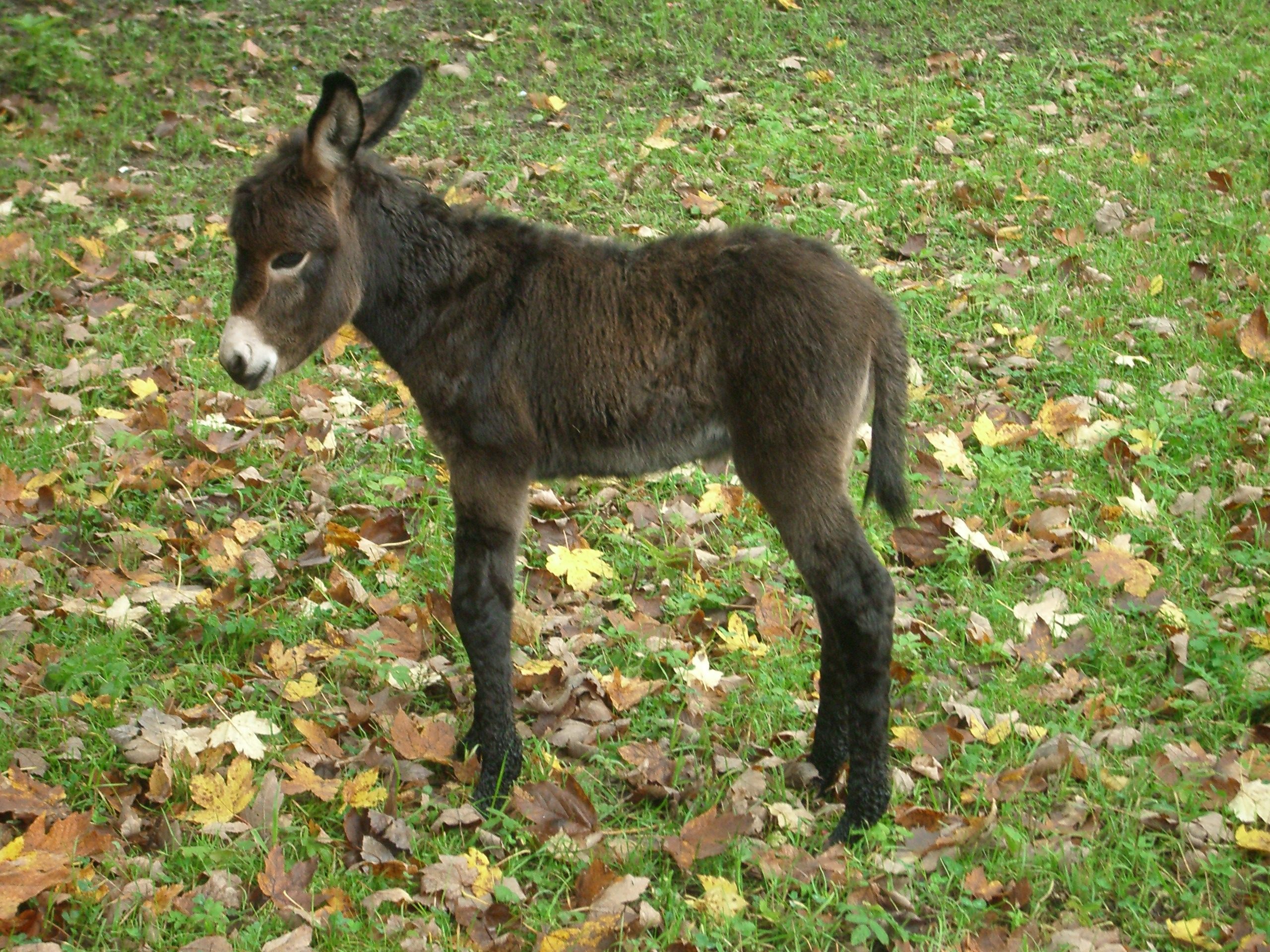 Gli asinelli nati nell’Orto crescono!