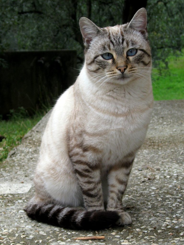 Roberto, il gatto che era una gatta