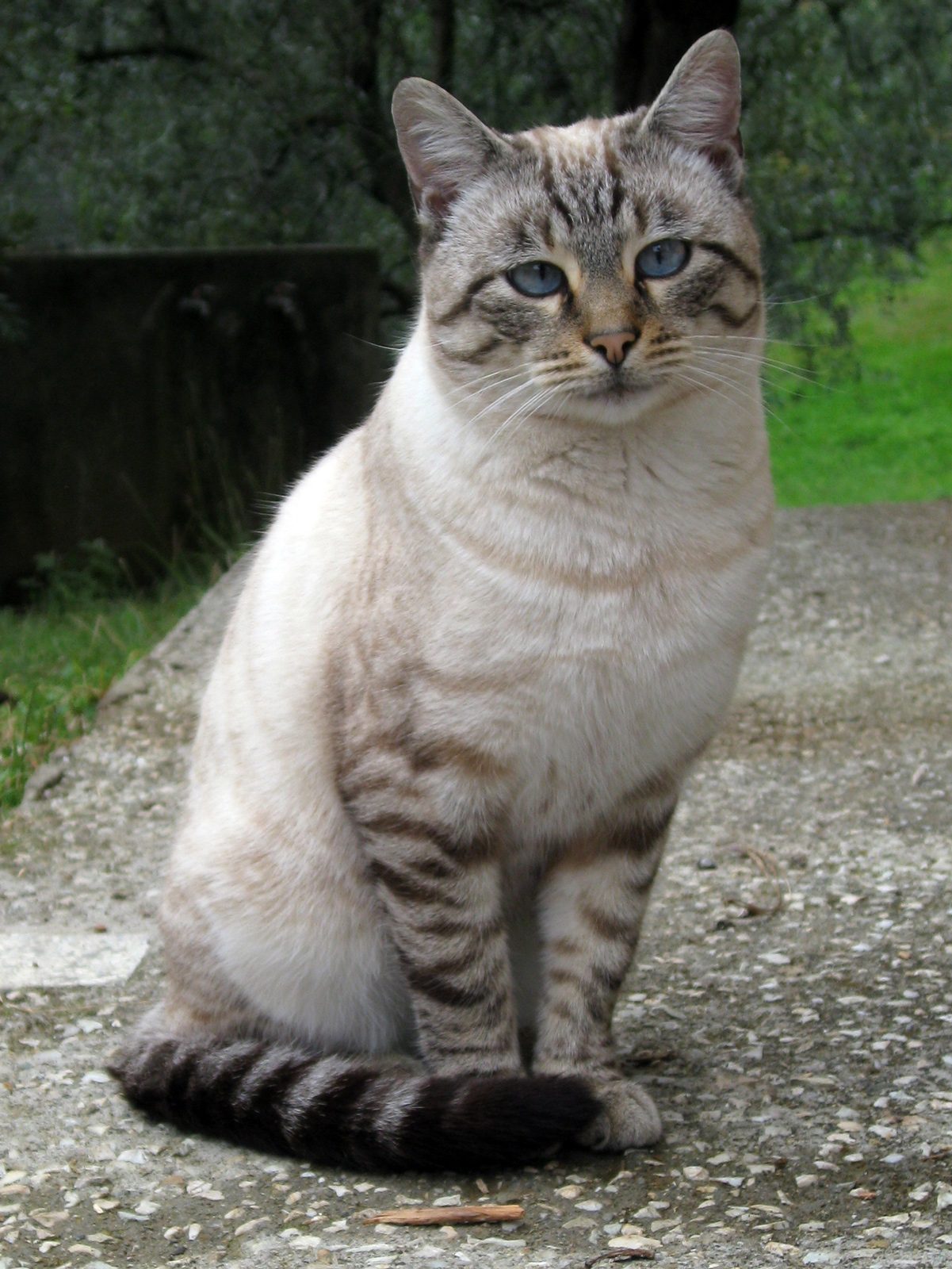 Strabismo di Gatto