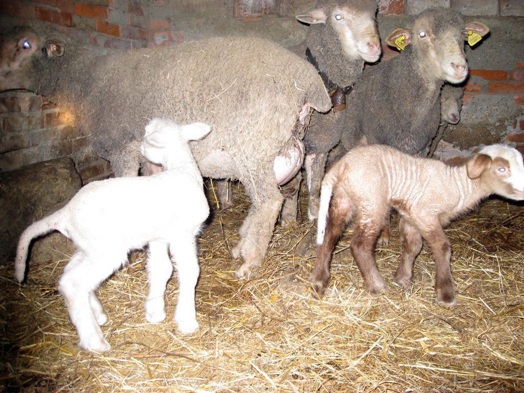 Paola e Chiara Agnelle Merinos Delaine