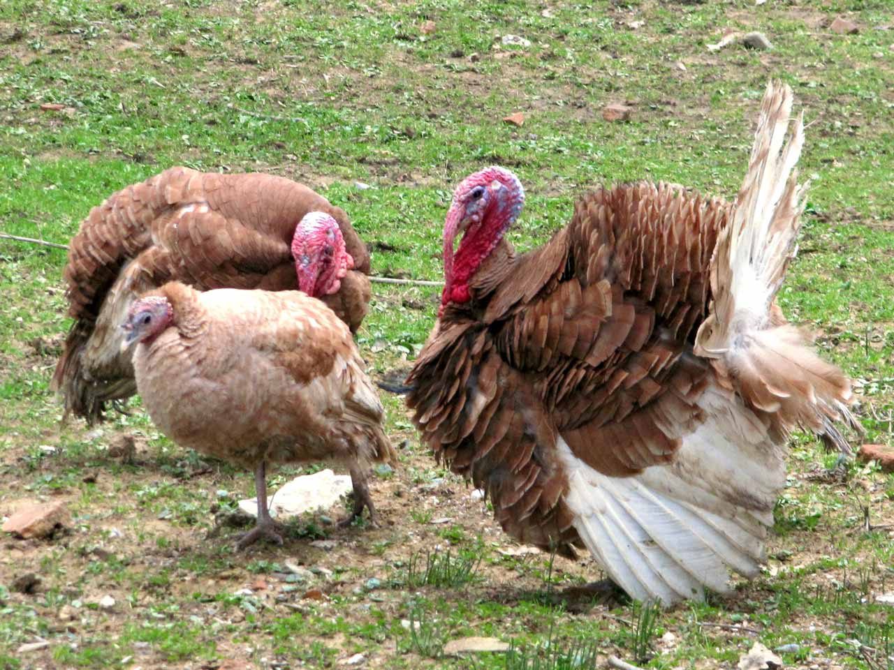 Tacchinaggio del Rosso