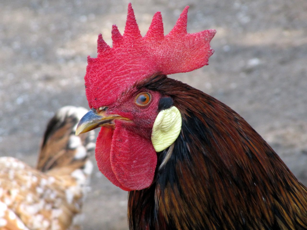 Livornese, alza la Cresta!