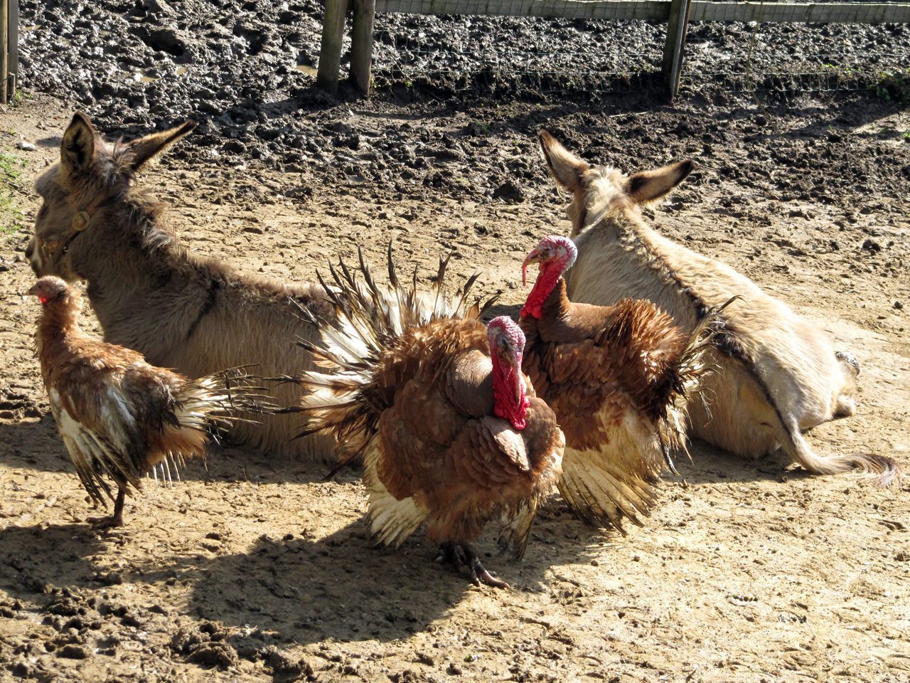 Gli Indiaaniii, al centro della teerraa