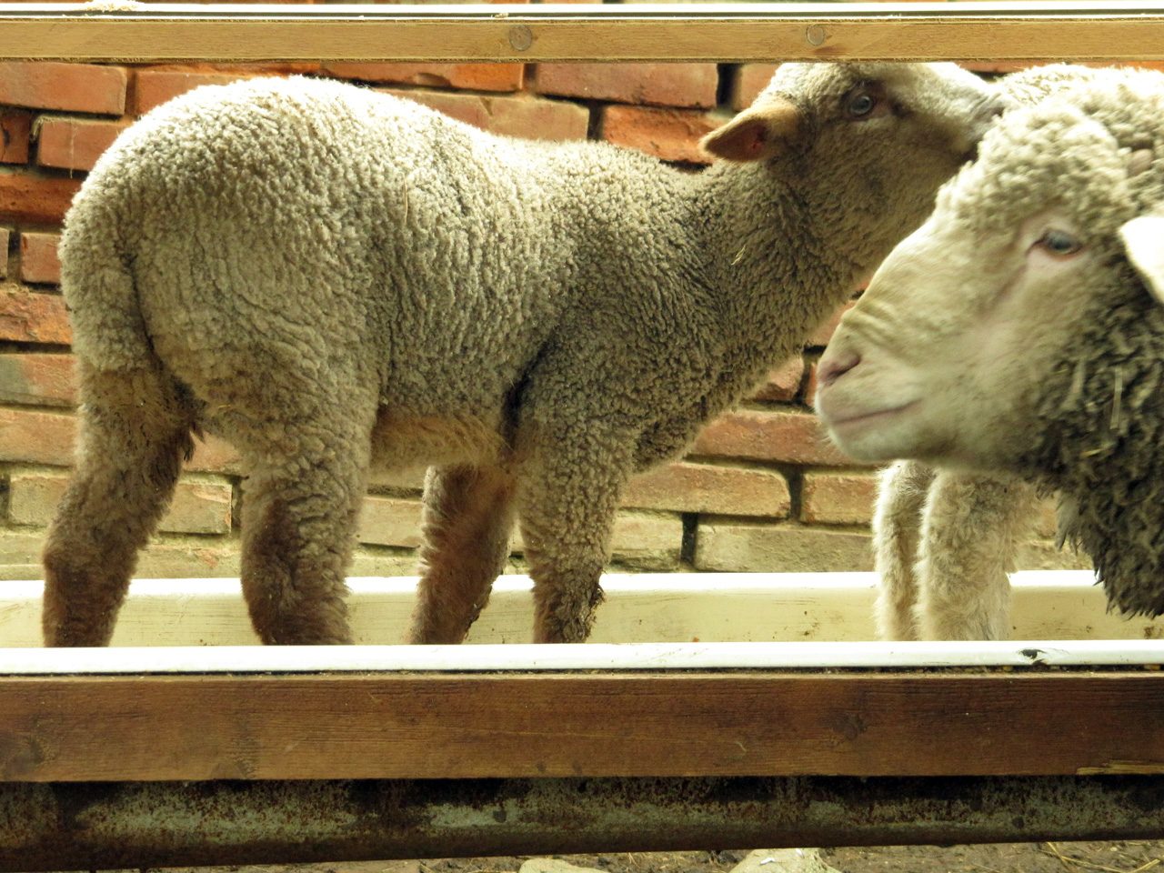 Hai Governato gli animali?