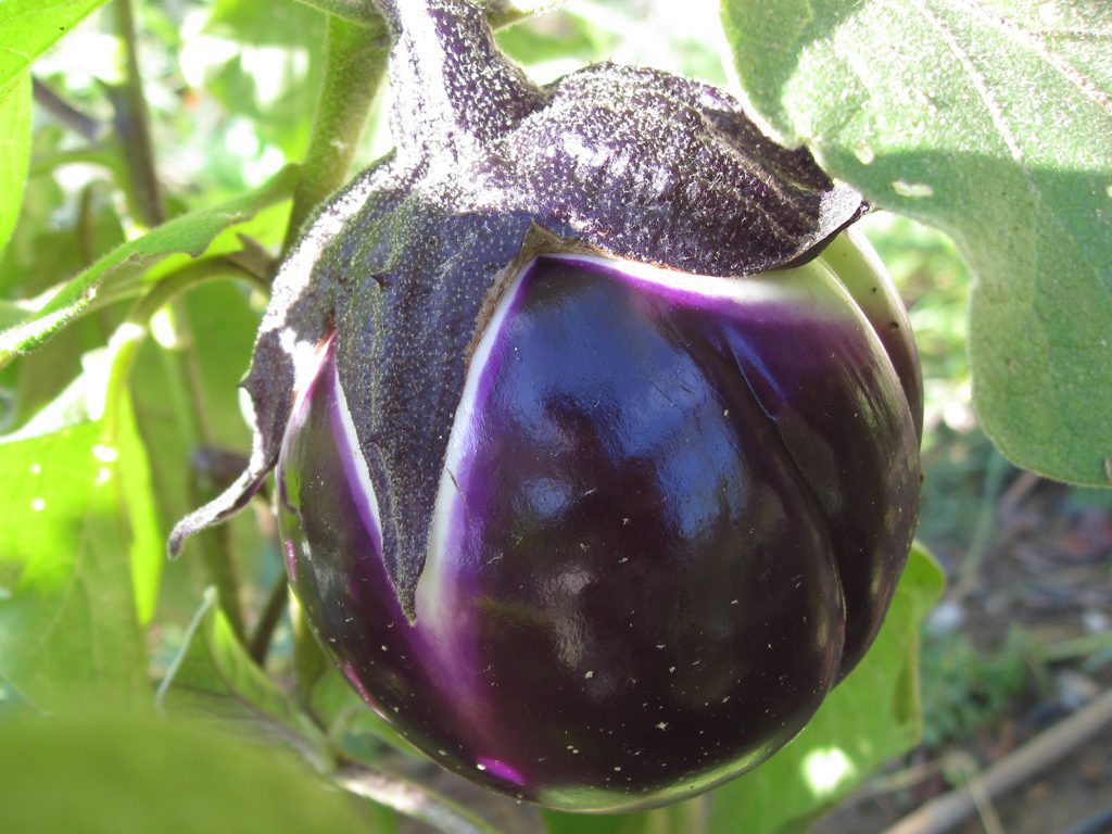 Verdure Surgelate meglio di quelle Fresche?