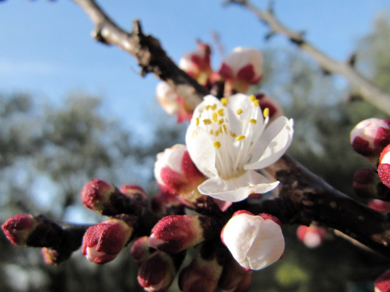 Il primo a fiorire