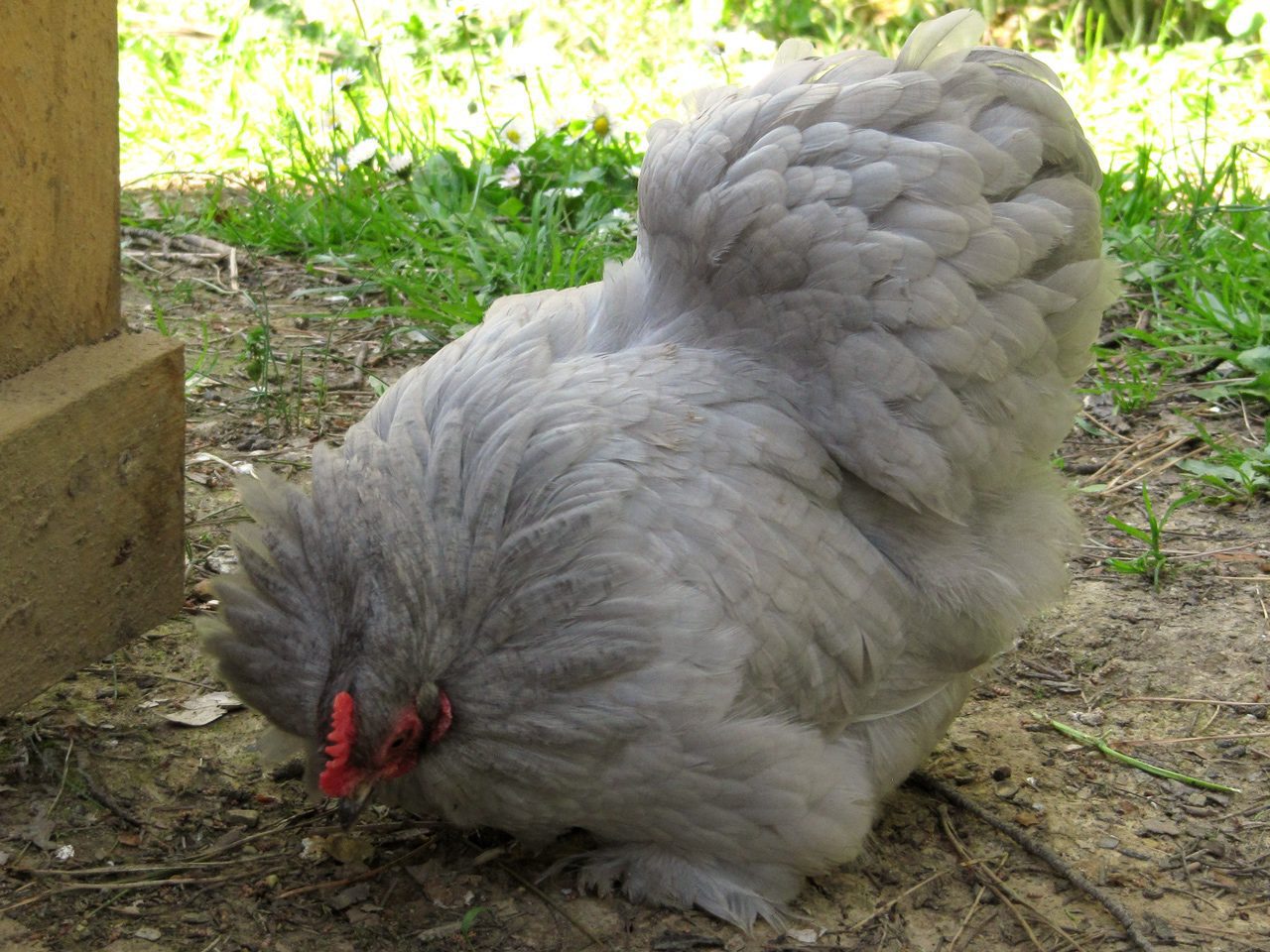 L’inchino della Cocca