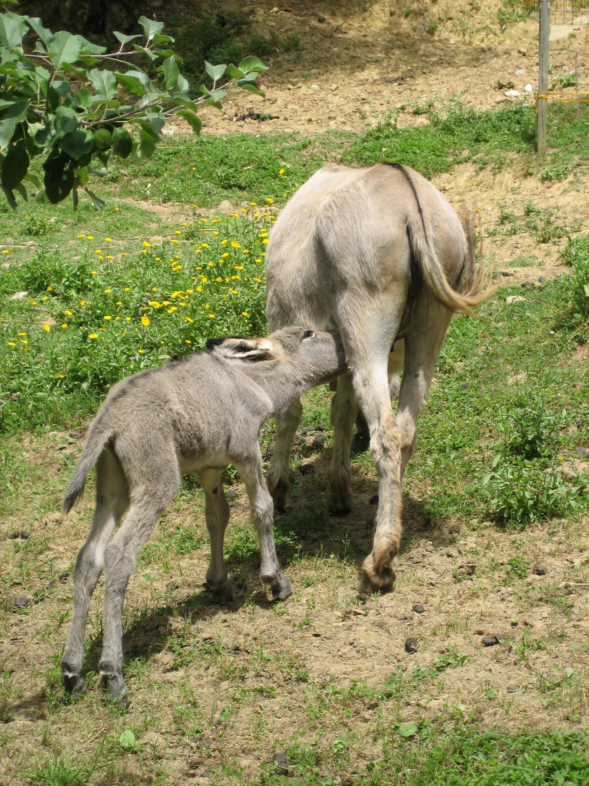 First Week on the Farm