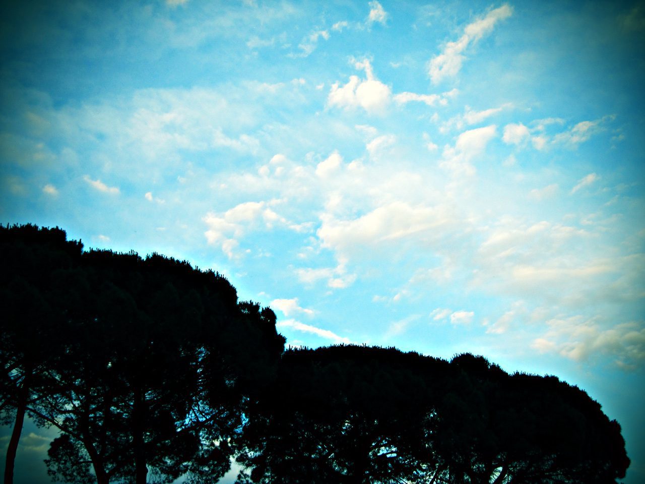 Sky Pine