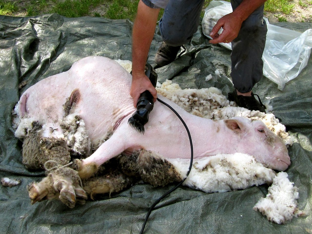 Tosando le pecore
