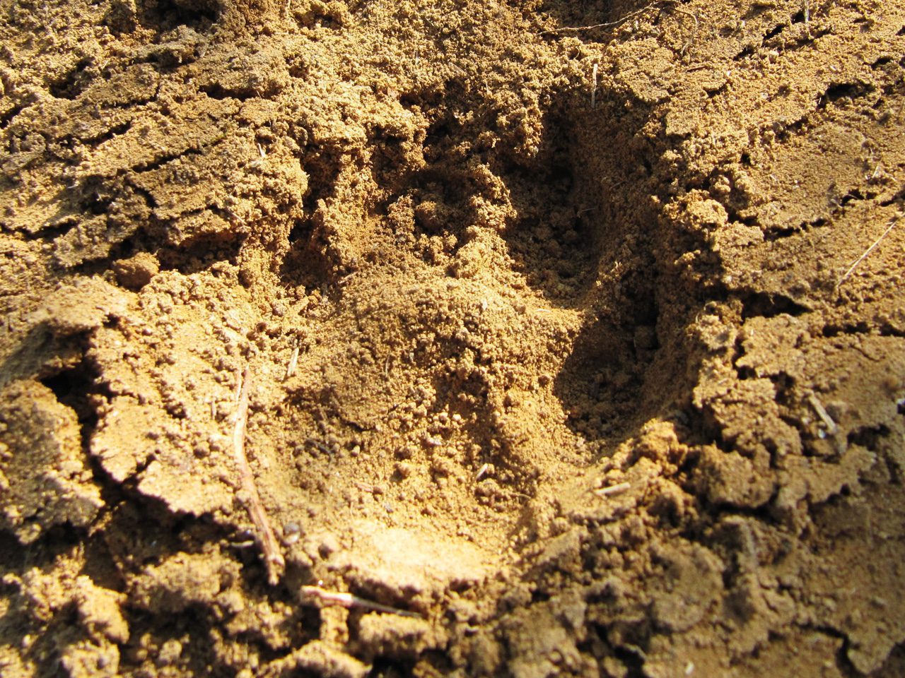 Impronta Canina
