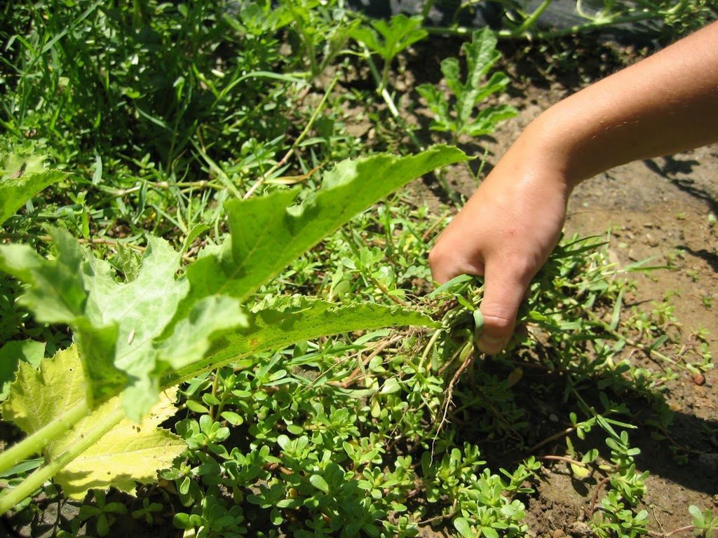 L’affascinante “Agricoltura Integrata”