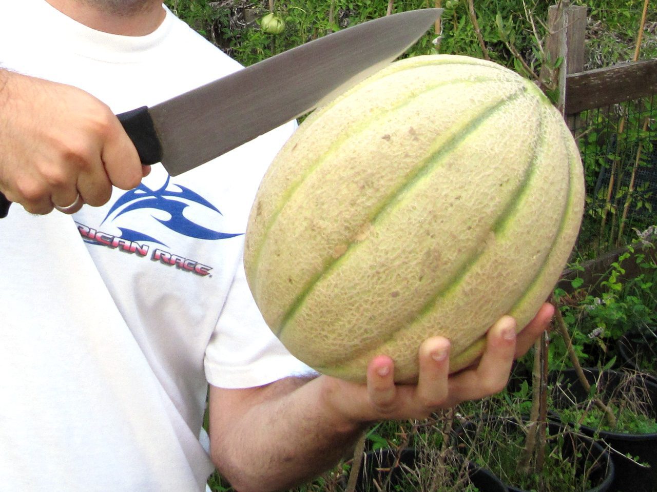 Melone Esagerato