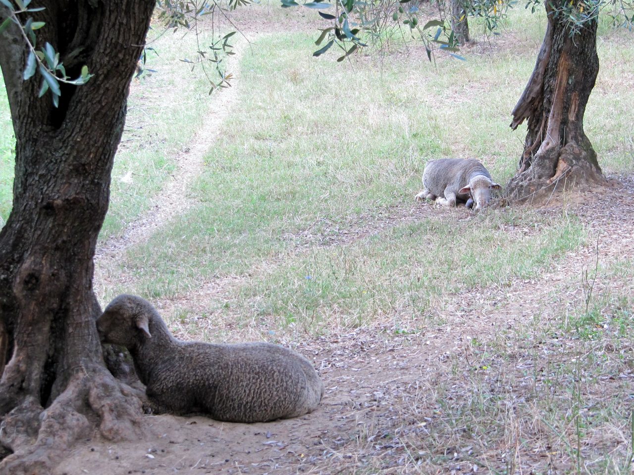Confessionale di Ulivo