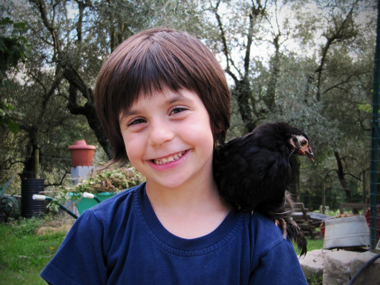 Pulcinotta Cocincina Nana