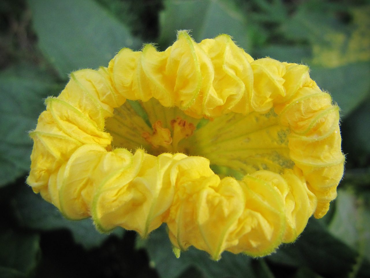 Fiore della Luffa