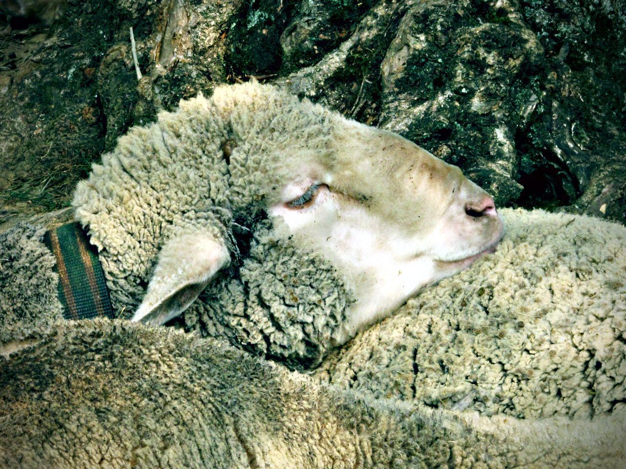 Guanciale in Pura Lana Merinos