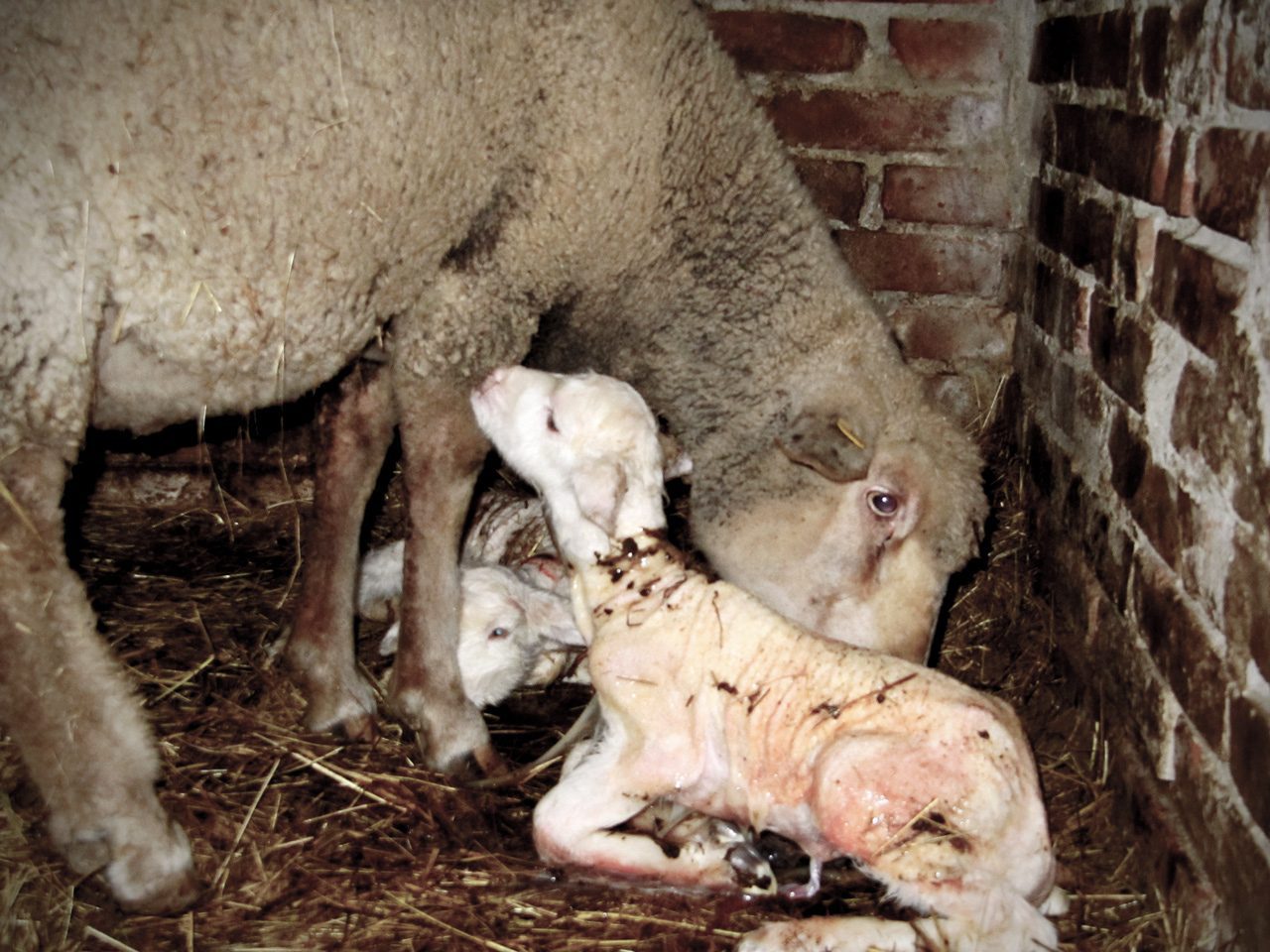 2 nuove Merinos Delaine