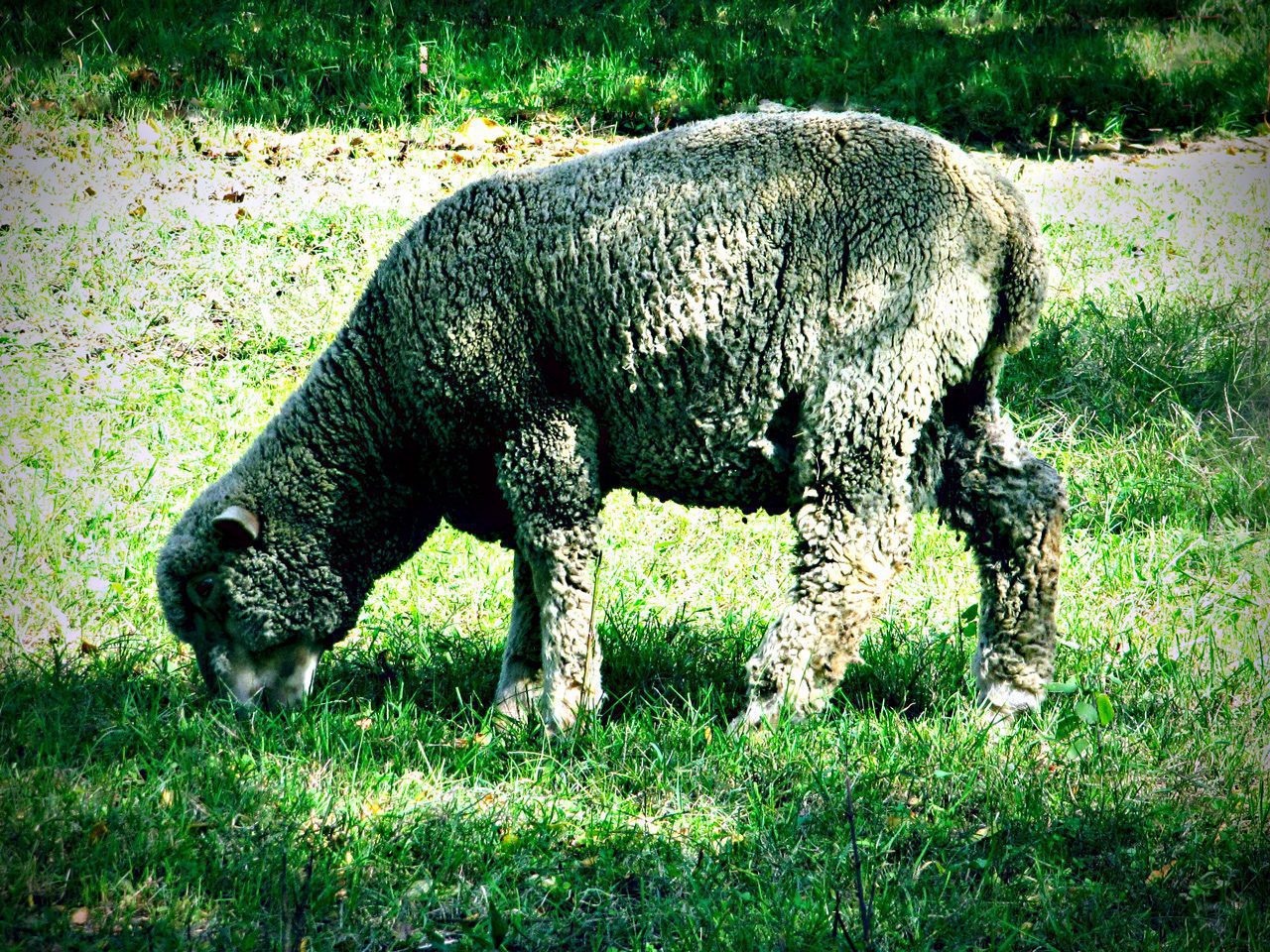 Hai messo il golfino?