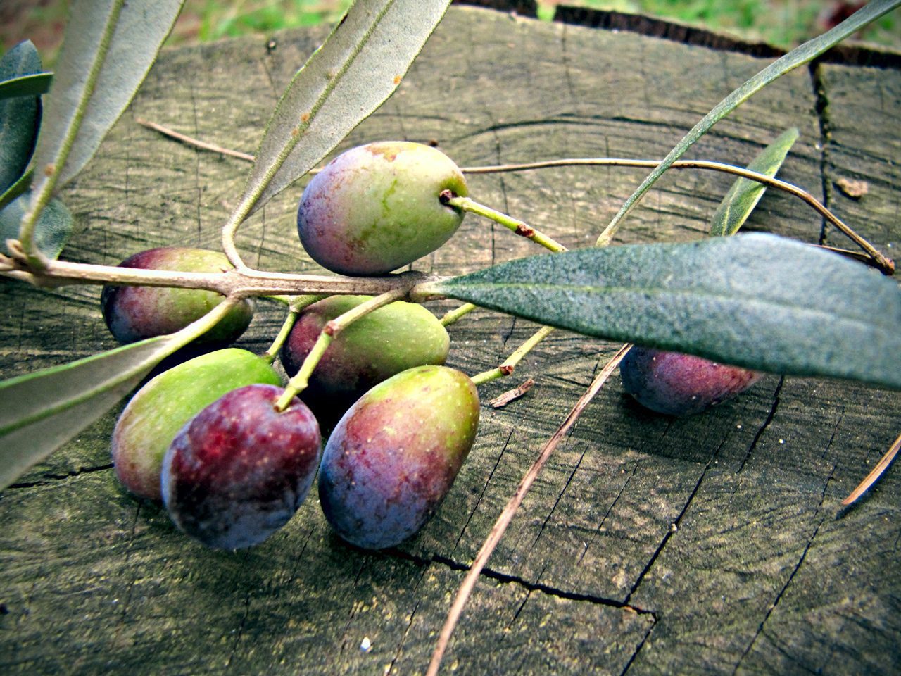 Olive