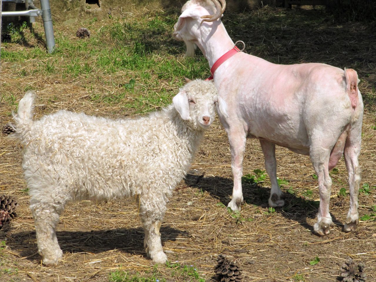 Rinnoviamo un po’ l’Orto