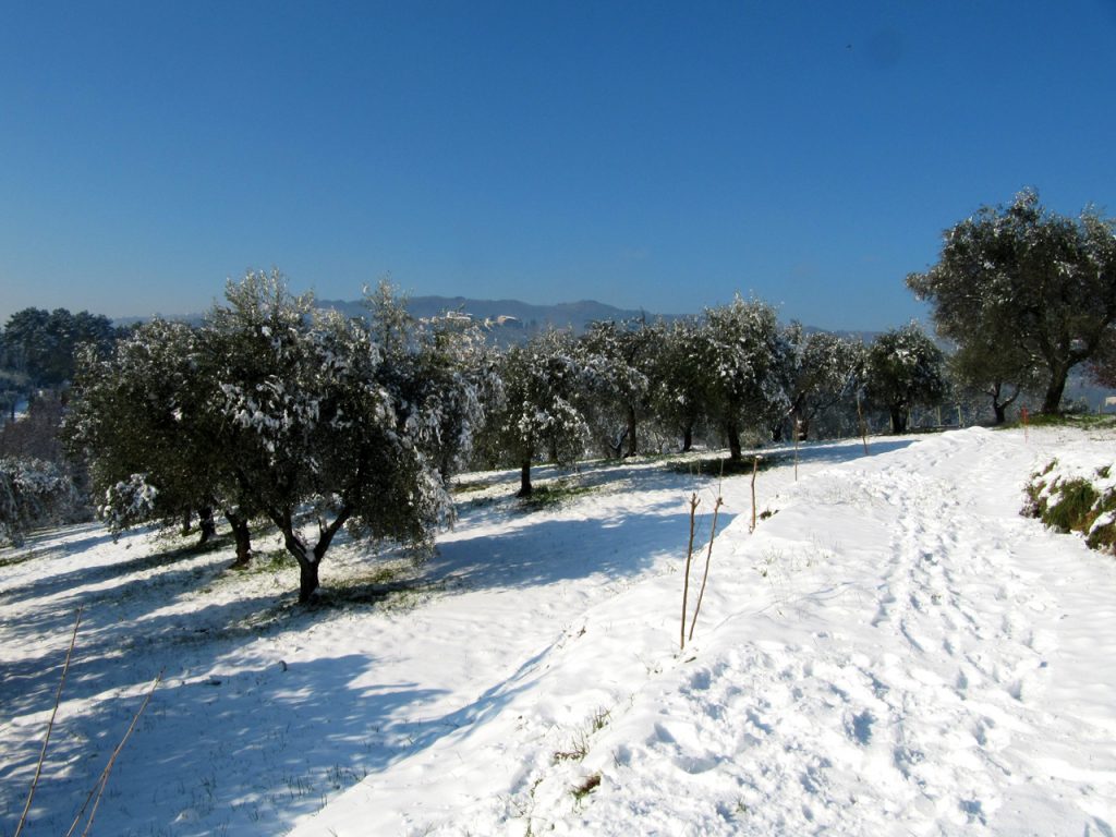 La neve ricopre il terreno e gli ulivi di un boschetto sotto un cielo azzurro e limpido, con le colline lontane sullo sfondo e le impronte che segnano un sentiero nella neve.