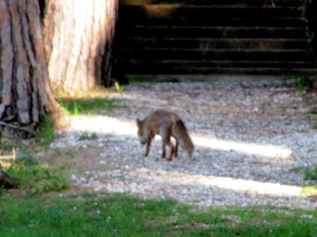 Una volpe si trova su un sentiero di ghiaia illuminato dal sole vicino a un tronco d'albero, con gradini di pietra e ombre sullo sfondo e erba verde in primo piano.