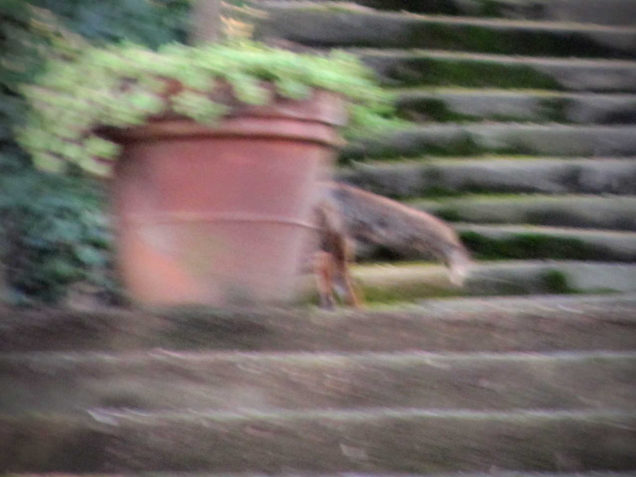 Coda di Volpe arriva la primavera