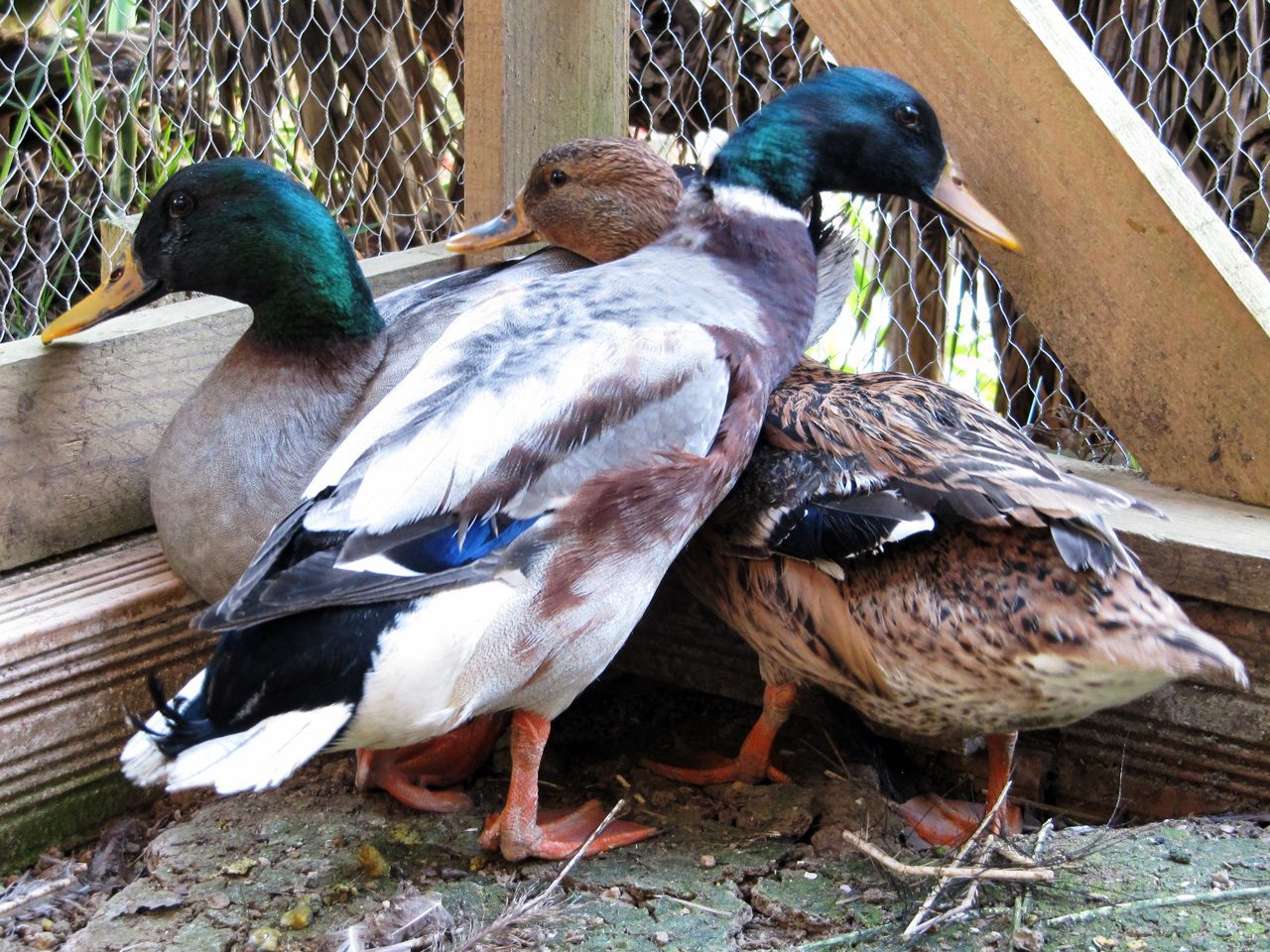 Nuovi arrivati all’Orto