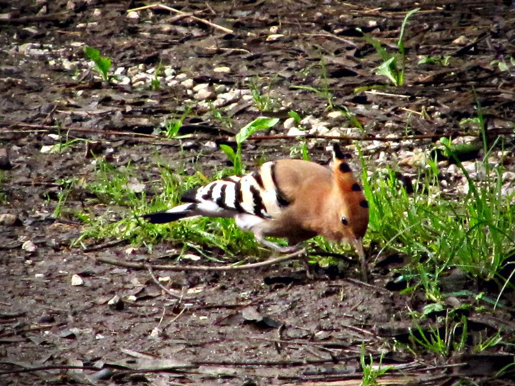 L’upupa è arrivata