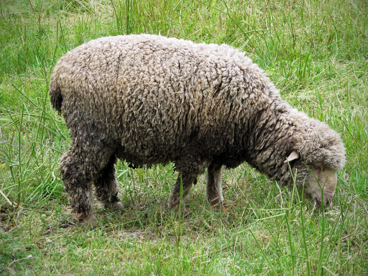 Vendo coppia pecore Merinos Delaine