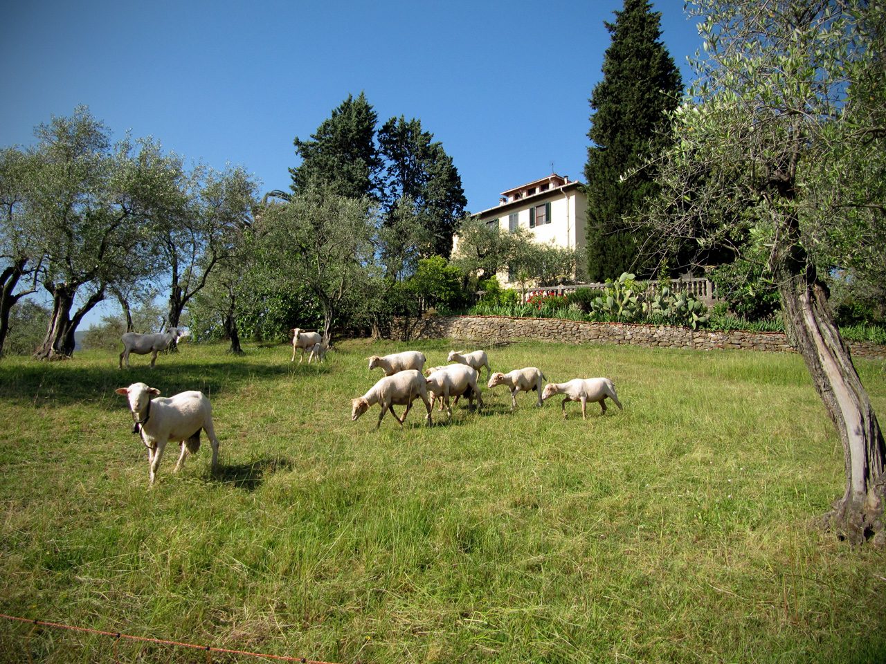 Merinos dopo la tosatura