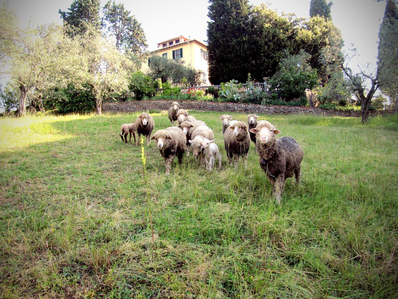 Pecore prima della Tosatura