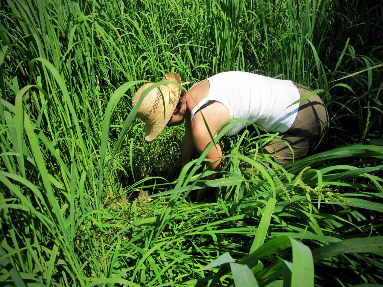 L’orto e le erbacce