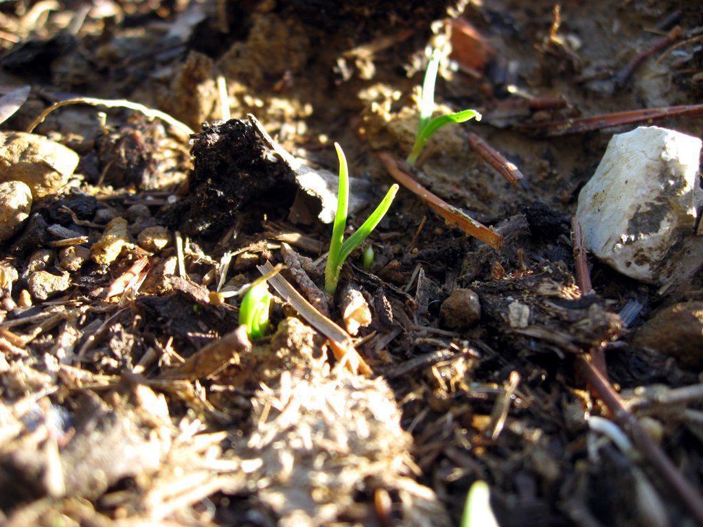 Primavera 2012, preferite il bel tempo o il cibo in tavola e l’acqua da bere?